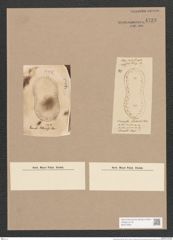Surirella filholii Petit (de-Toni-Nr.: Genus 53, Species 2278) Zeichnungen Sammlung Grunow Nr. 4733 (NHMW-BOT-W0372834)
